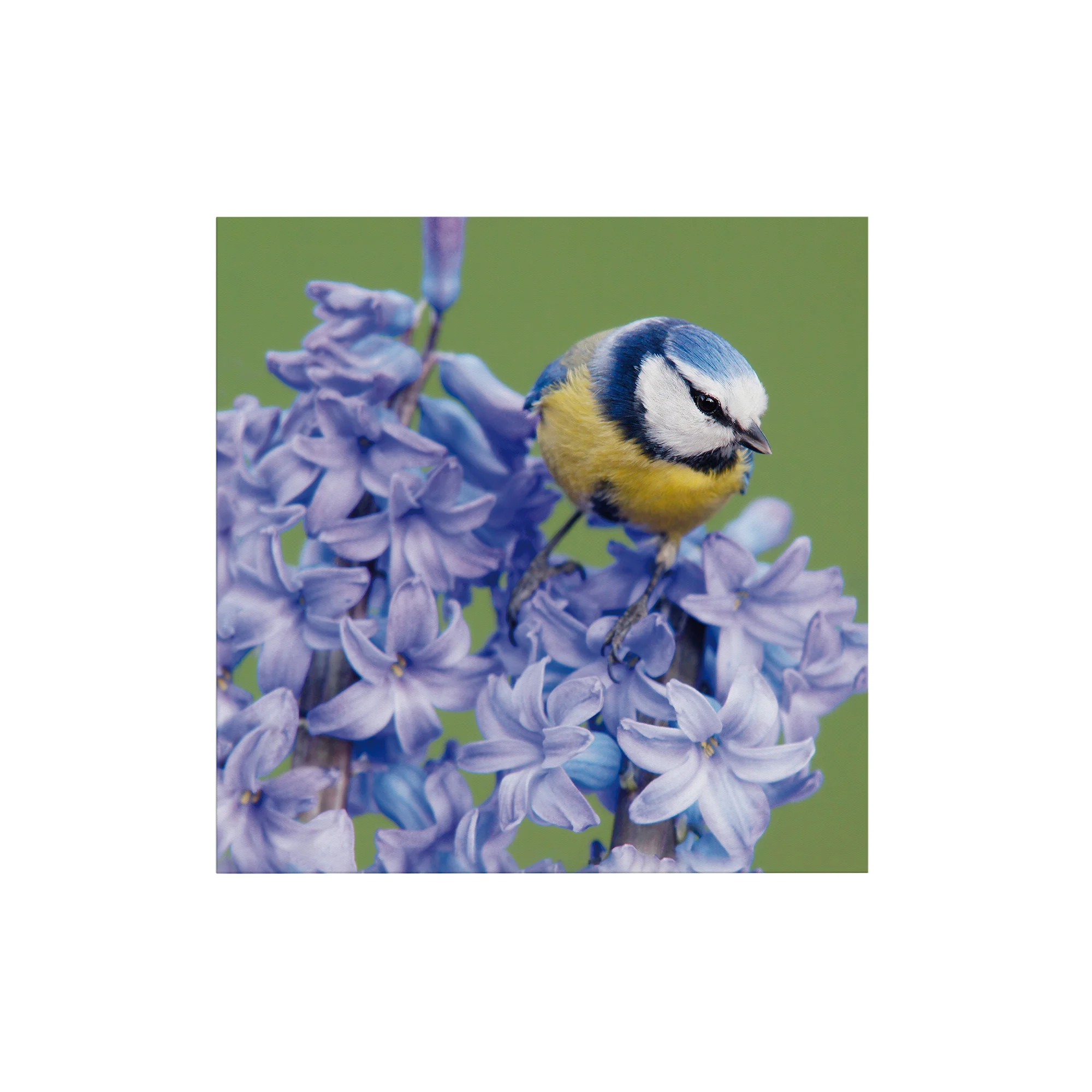 Miniatuur 1