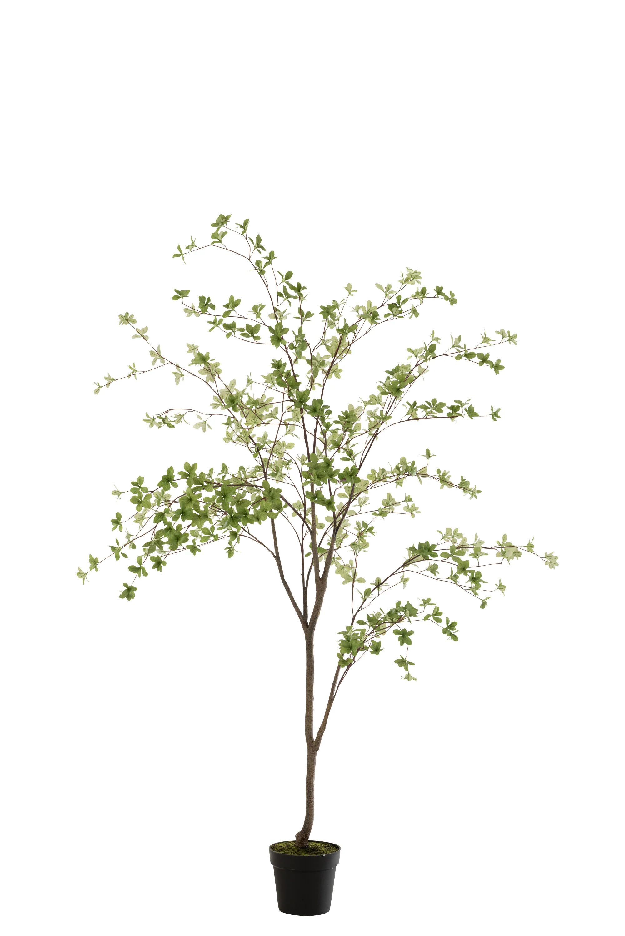 Miniatuur 3