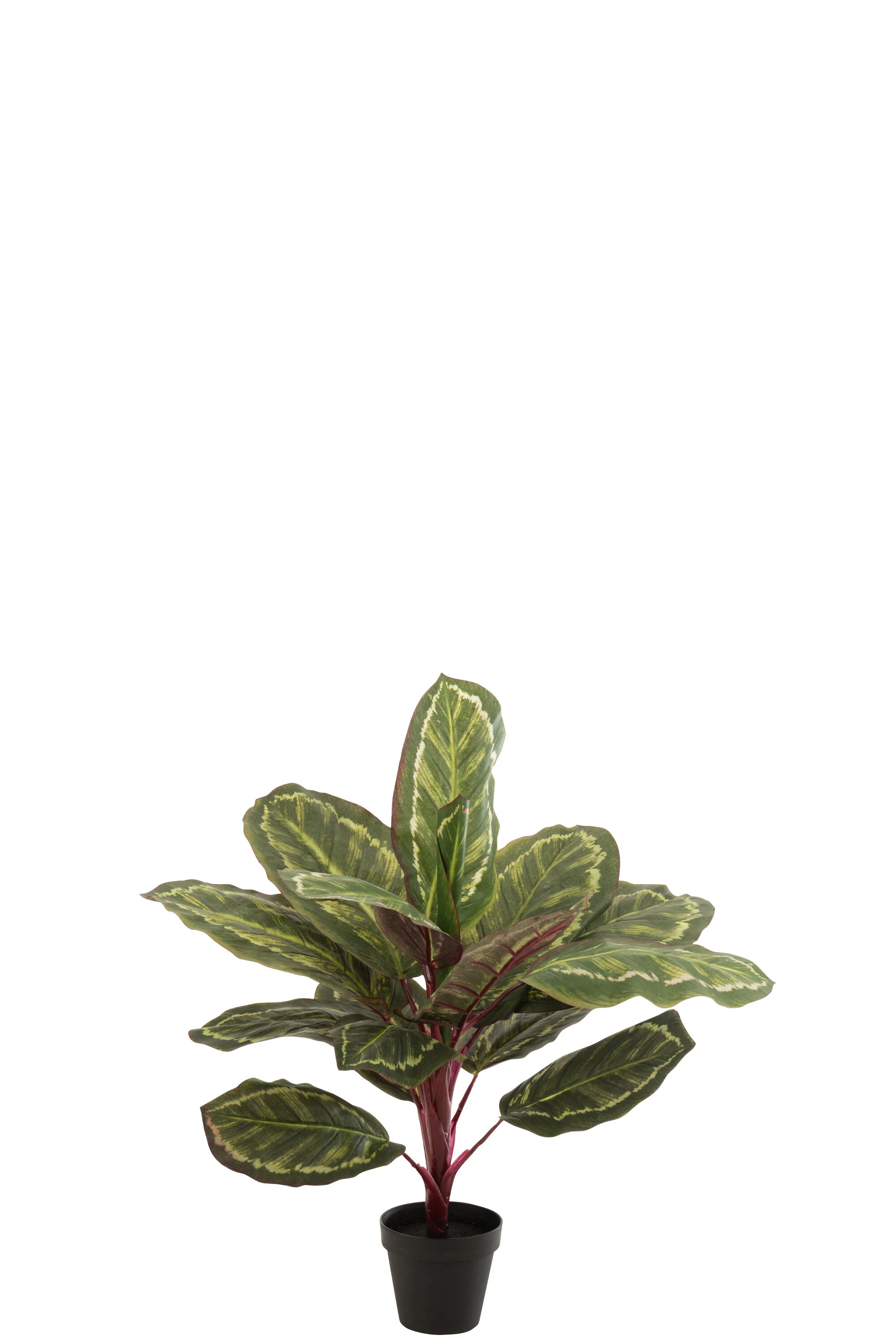 Miniatuur 3