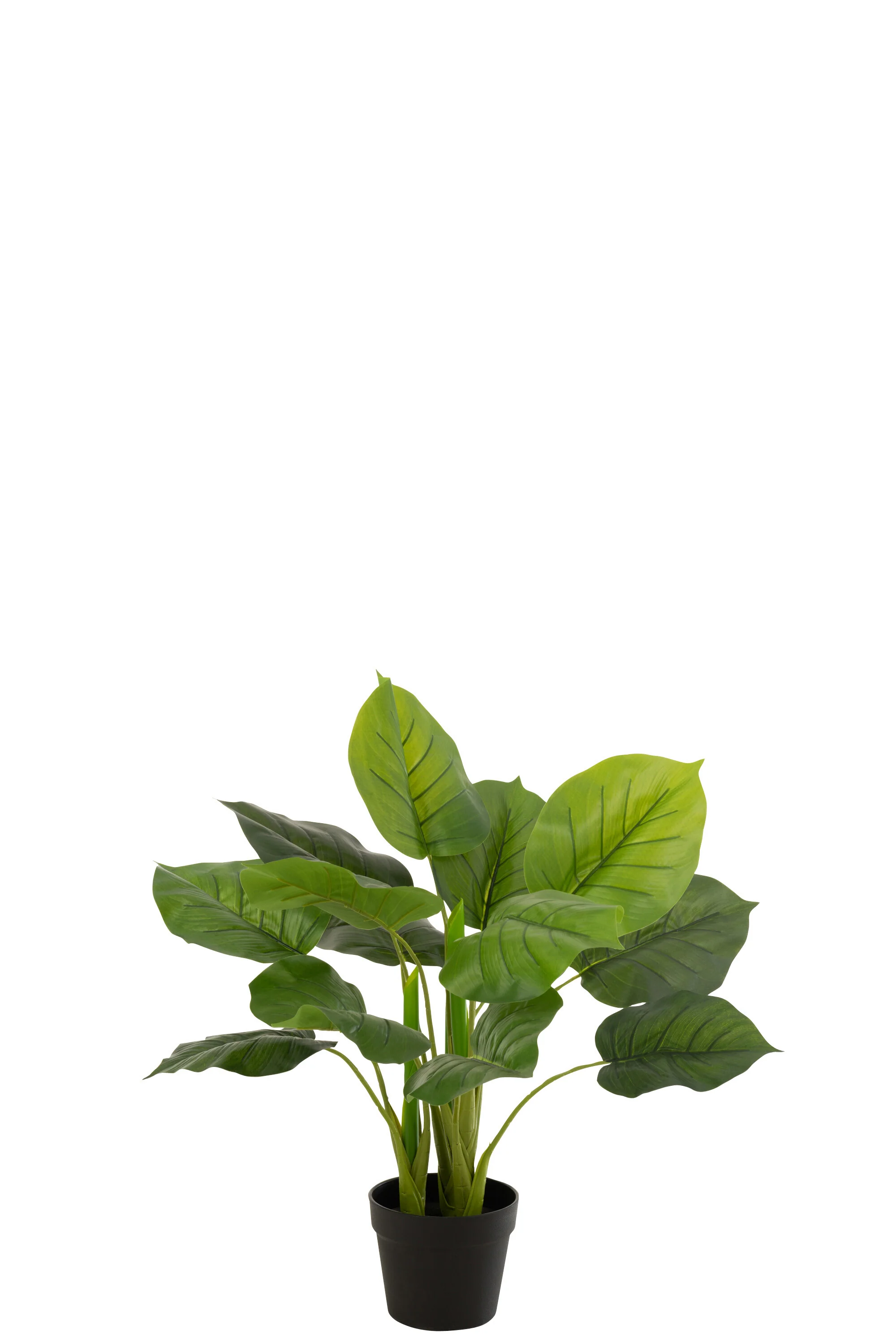 Miniatuur 3