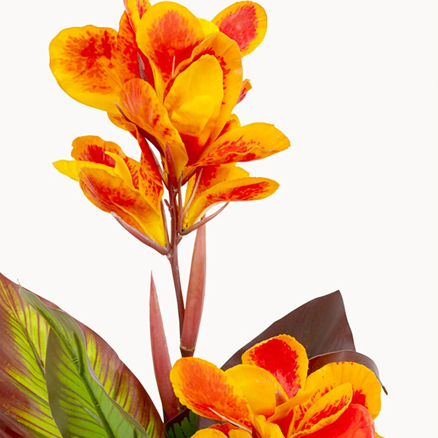 Miniatuur 2