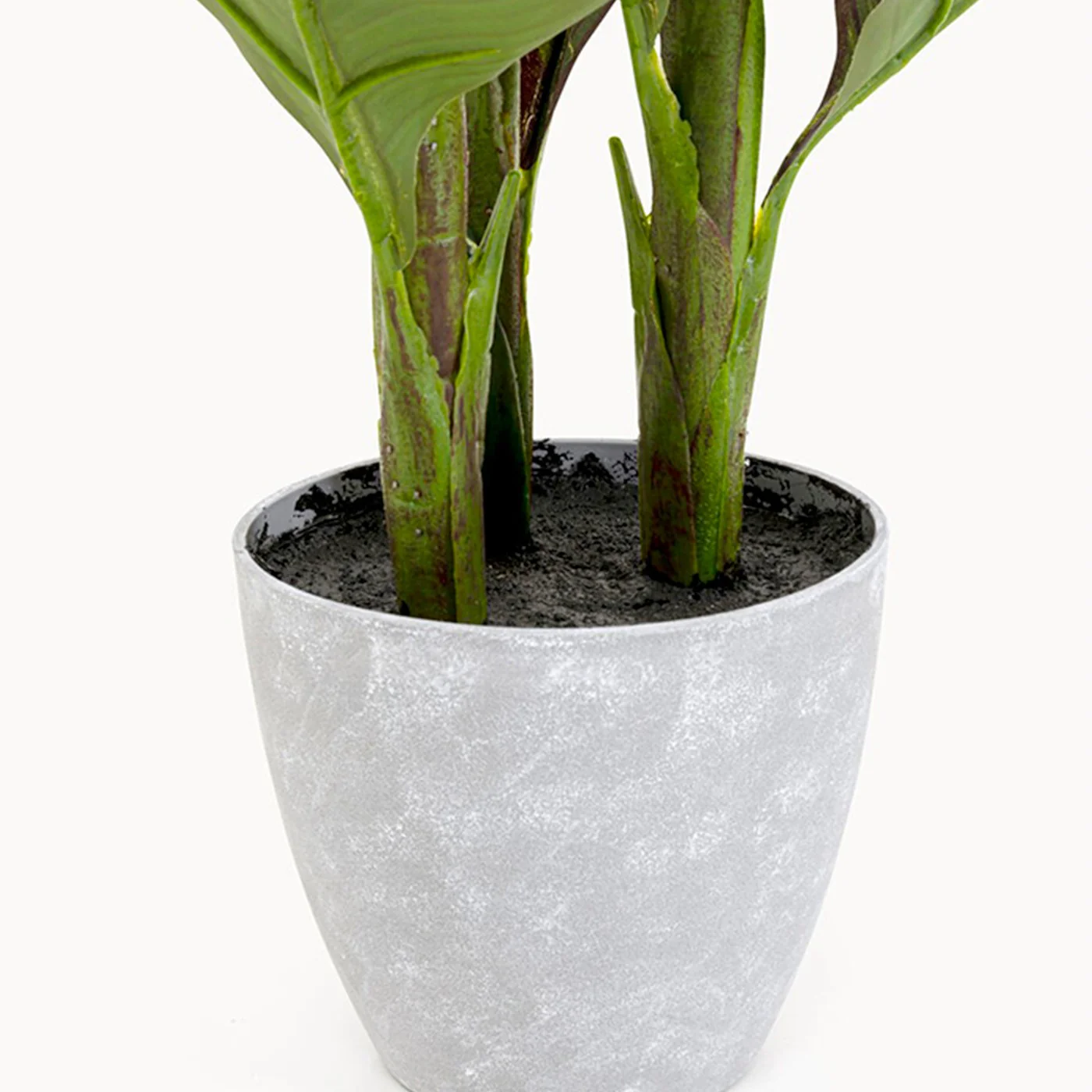 Miniatuur 3
