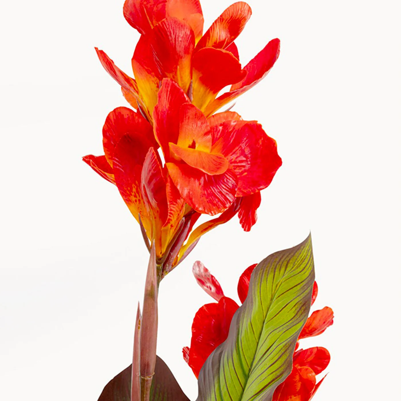 Miniatuur 2