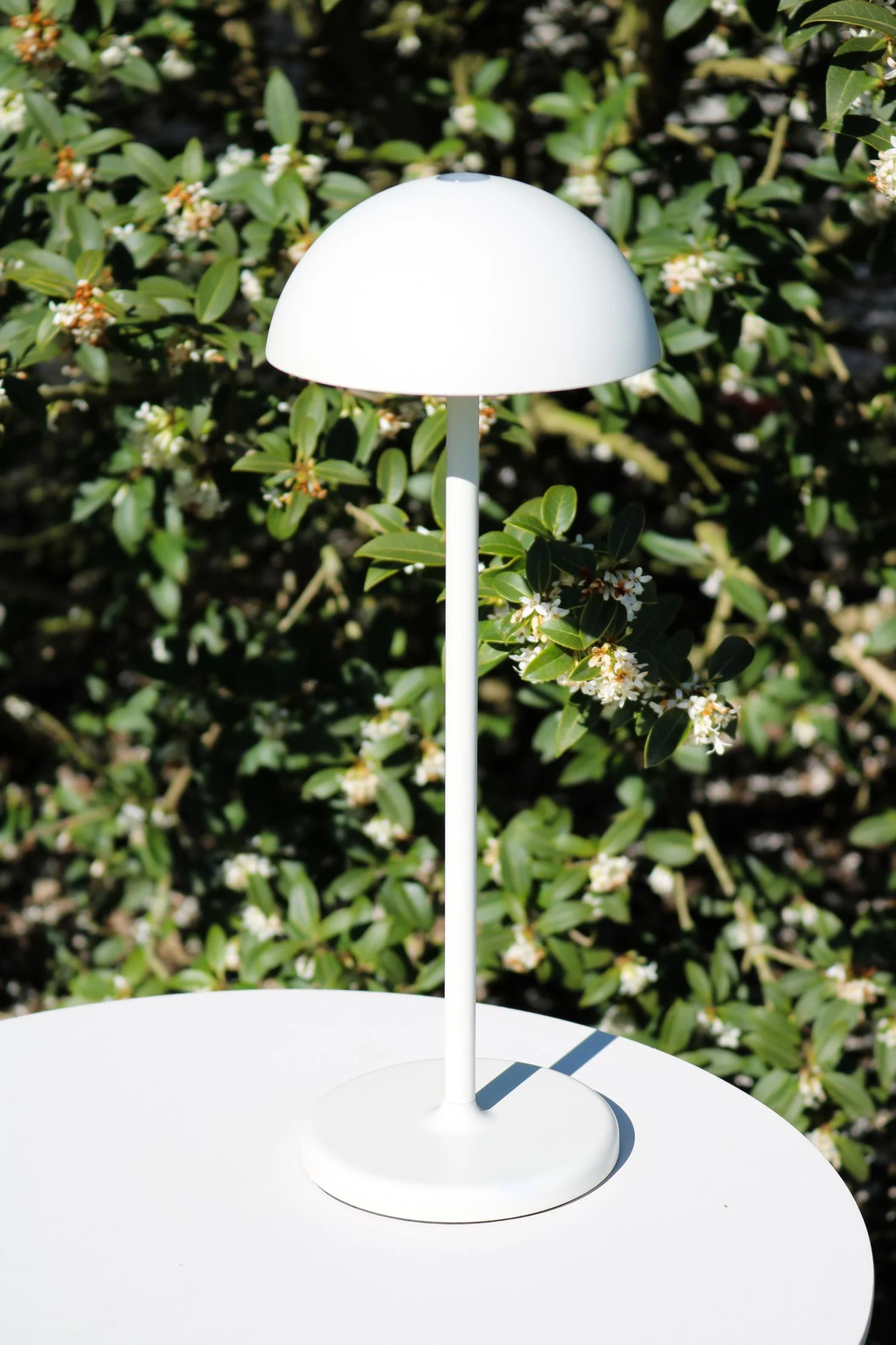 Miniatuur 6