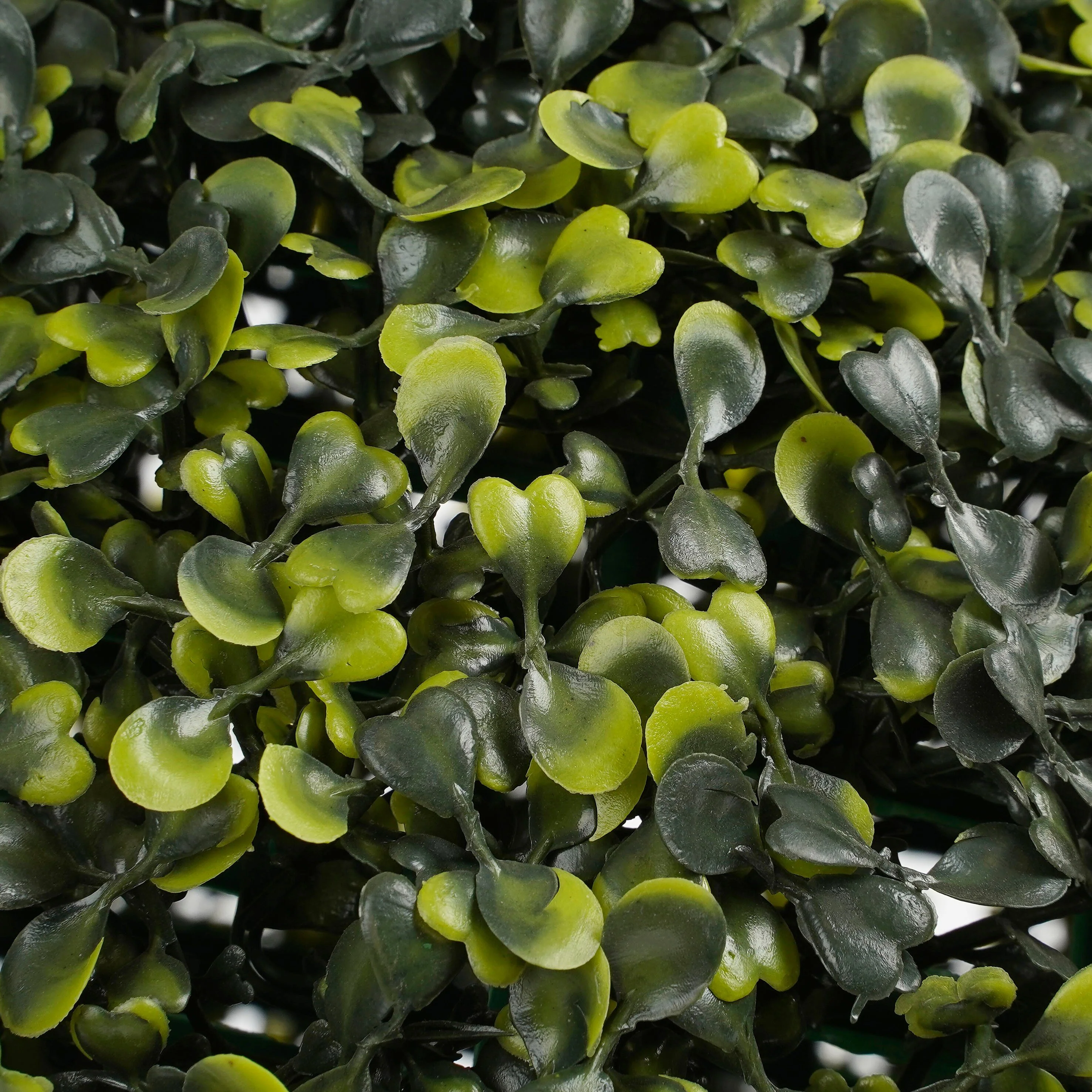 Miniatuur 3