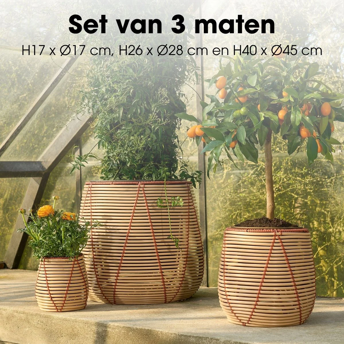 Miniatuur 3