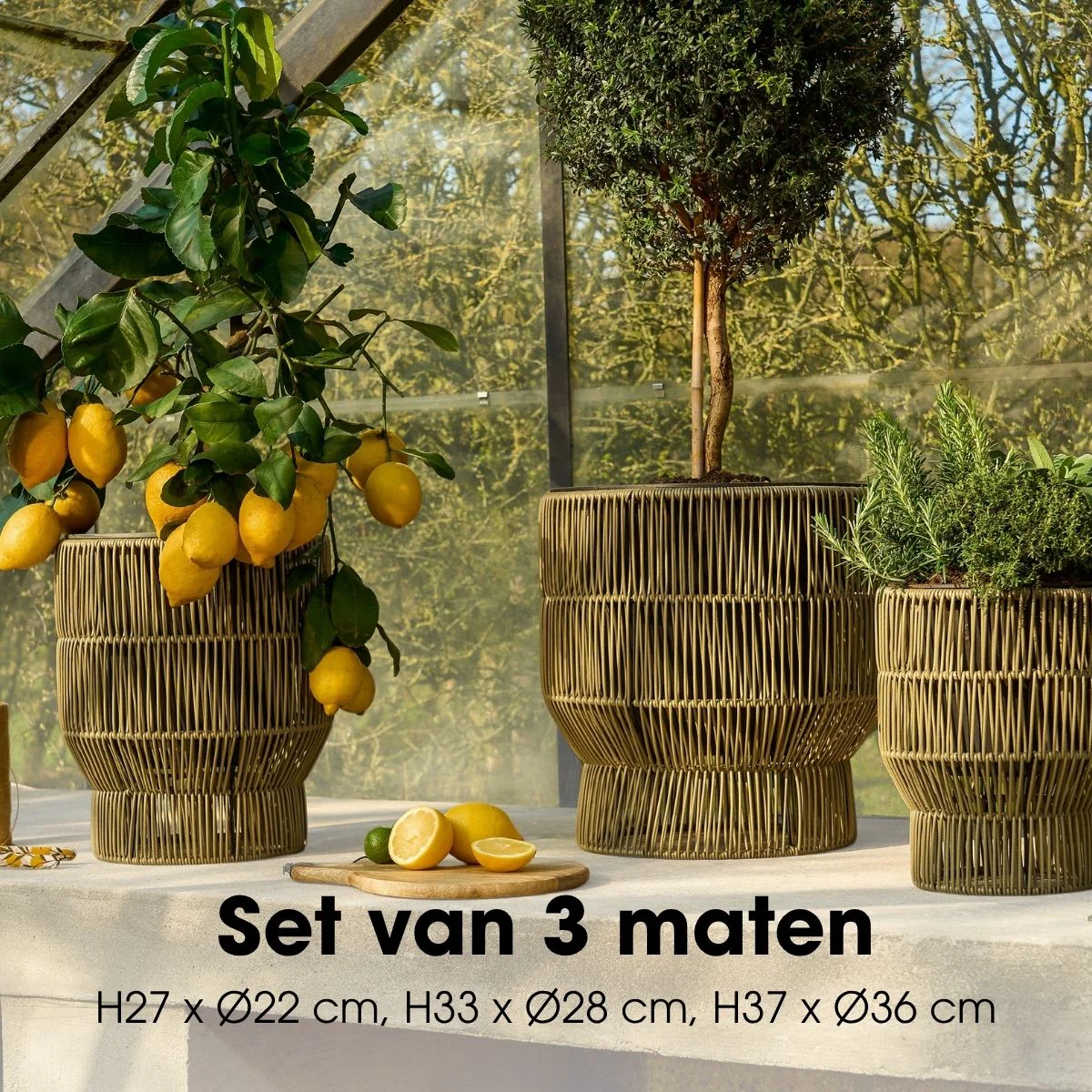 Miniatuur 3