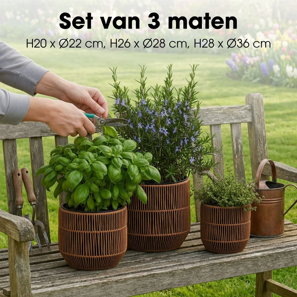 Miniatuur 3