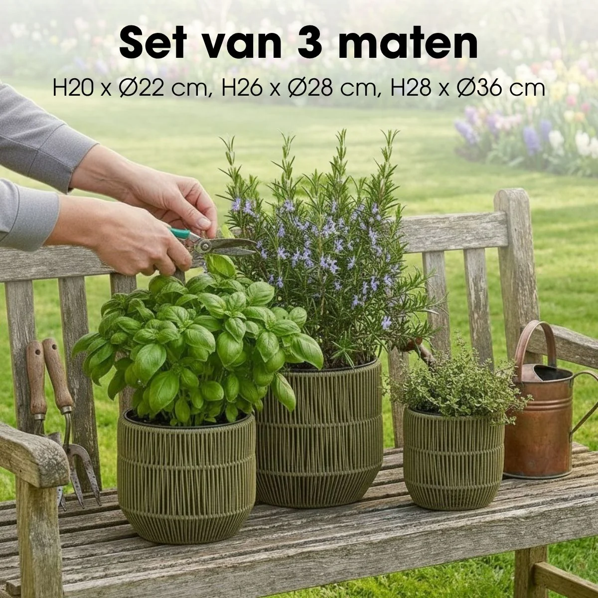Miniatuur 3