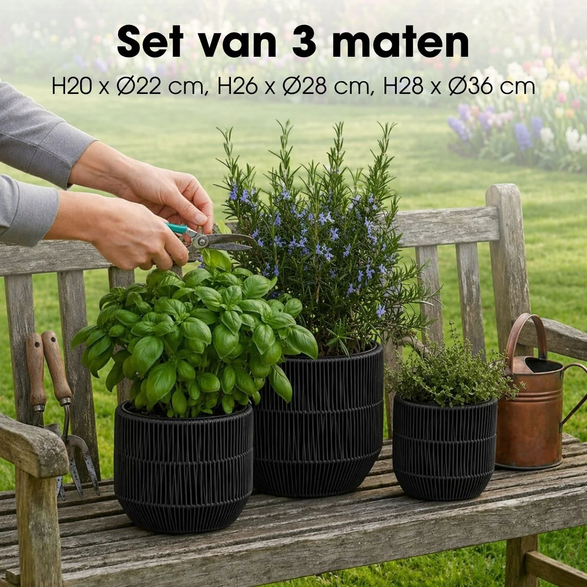 Miniatuur 3