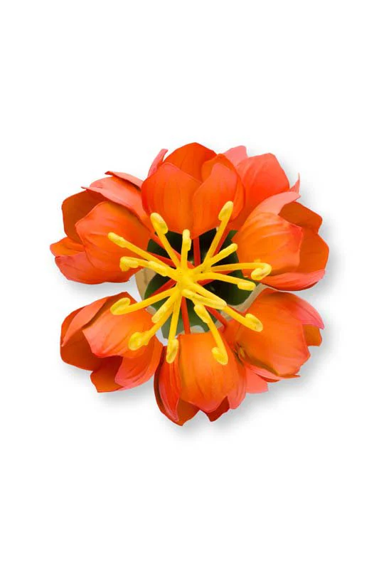 Miniatuur 3